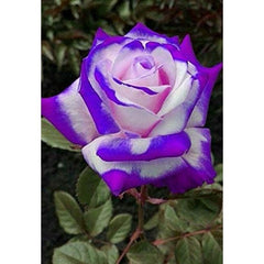 Purple Haze Rose Plant Seedlings Flower Seeds Perennial Growing Bonsai Corms Tubers Potted Planting Reblooming Fragrant Garden Roots Rhizomes Species Blooms Bulbs Gardening Tree