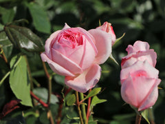 Top Voyage Rose Seedlings Flower Seeds Perennial Growing Bonsai Corms Tubers Potted Planting Reblooming Fragrant Garden Roots Rhizomes Species Blooms Plant Bulbs Gardening Tree