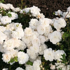 White Jim Rose Seedlings Flower Seeds Perennial Growing Bonsai Corms Tubers Potted Planting Reblooming Fragrant Garden Roots Rhizomes Species Blooms Plant Bulbs Gardening Tree - Seedsplant