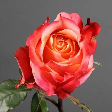Fire Rose Seedlings Flower Seeds Perennial Growing Bonsai Corms