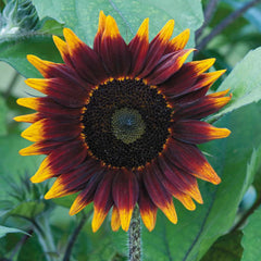 Shock o Lat Sunflower Seeds - Plants Seeds