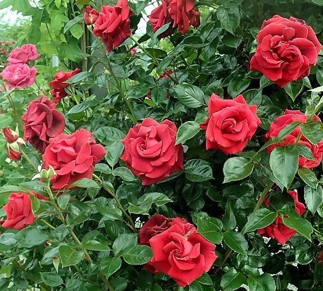 Grand Huit Rose Seedlings Flower Seeds Perennial Growing Bonsai Corms Tubers Potted Planting Reblooming Fragrant Garden Roots Rhizomes Species Blooms Plant Bulbs Gardening Tree