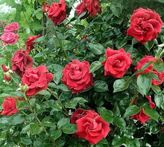 Grand Huit Rose Seedlings Flower Seeds Perennial Growing Bonsai Corms Tubers Potted Planting Reblooming Fragrant Garden Roots Rhizomes Species Blooms Plant Bulbs Gardening Tree