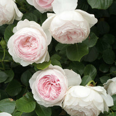 Herzogin Rose Seedlings Flower Seeds Perennial Growing Bonsai Corms Tubers Potted Planting Reblooming Fragrant Garden Roots Rhizomes Species Blooms Plant Bulbs Gardening Tree