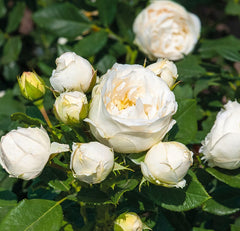 Pearl Vaza Rose Seedlings Flower Seeds Perennial Growing Bonsai Corms Tubers Potted Planting Reblooming Fragrant Garden Roots Rhizomes Species Blooms Plant Bulbs Gardening Tree