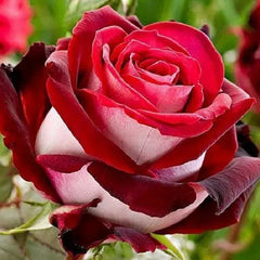 Nicole Rose Seedlings Flower Seeds Perennial Growing Bonsai Corms Tubers Potted Planting Reblooming Fragrant Garden Roots Rhizomes Species Blooms Plant Bulbs Gardening Tree