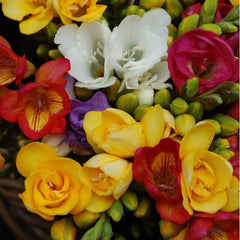 Single Mix Freesia Bulbs Growing Bonsai Roots Rhizomes Corms Tubers Potted Planting Reblooming Fragrant Garden Species Blooms Flower Seeds Plant Gardening