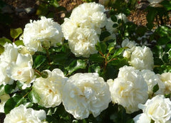White Meidiland Rose Seedlings Flower Seeds Perennial Growing Bonsai Corms Tubers Potted Planting Reblooming Fragrant Garden Roots Rhizomes Species Blooms Plant Bulbs Gardening Tree - Seedsplant