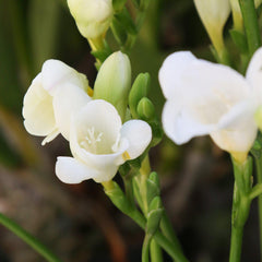 White Wonder Freesia Bulbs Growing Bonsai Roots Rhizomes Corms Tubers Potted Planting Reblooming Fragrant Garden Species Blooms Flower Seeds Plant Gardening