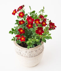 Paradise Rose Seedlings Flower Seeds Perennial Growing Bonsai Corms Tubers Potted Planting Reblooming Fragrant Garden Roots Rhizomes Species Blooms Plant Bulbs Gardening Tree - Seedsplant