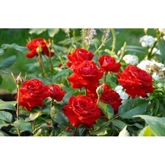 Glad Tidings Rose Seedlings Flower Seeds Perennial Growing Bonsai Corms Tubers Potted Planting Reblooming Fragrant Garden Roots Rhizomes Species Blooms Plant Bulbs Gardening Tree