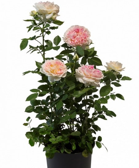 Guernsey Rose Seedlings Flower Seeds Perennial Growing Bonsai Corms Tubers Potted Planting Reblooming Fragrant Garden Roots Rhizomes Species Blooms Plant Bulbs Gardening Tree