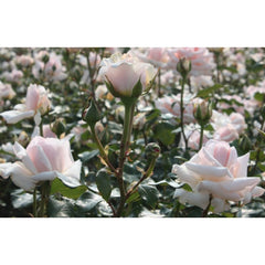 Barbados Rose Seedlings Flower Seeds Perennial Growing Bonsai Corms Tubers Potted Planting Reblooming Fragrant Garden Roots Rhizomes Species Blooms Plant Bulbs Gardening Tree