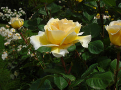 Todi Rose Seedlings Flower Seeds Perennial Growing Bonsai Corms Tubers Potted Planting Reblooming Fragrant Garden Roots Rhizomes Species Blooms Plant Bulbs Gardening Tree - Seedsplant