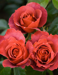 Hot Cocoa Rose Seedlings Flower Seeds Perennial Growing Bonsai Corms Tubers Potted Planting Reblooming Fragrant Garden Roots Rhizomes Species Blooms Plant Bulbs Gardening Tree