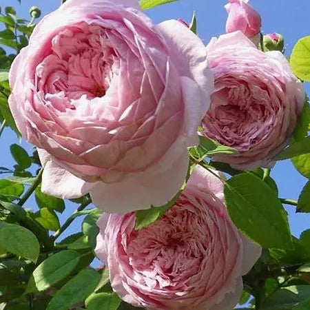 Freedom Rose Seedlings Flower Seeds Perennial Growing Bonsai Corms Tubers Potted Planting Reblooming Fragrant Garden Roots Rhizomes Species Blooms Plant Bulbs Gardening Tree