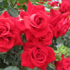 Glad Tidings Rose Seedlings Flower Seeds Perennial Growing Bonsai Corms Tubers Potted Planting Reblooming Fragrant Garden Roots Rhizomes Species Blooms Plant Bulbs Gardening Tree