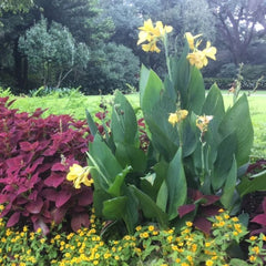 Banana Punch Canna Bulbs Perennial Growing Bonsai Roots Rhizomes Corms Tubers Potted Planting Reblooming Fragrant Garden Species Blooms Flower Seeds Plant Gardening