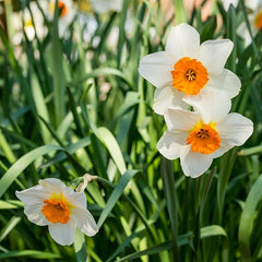 Barrett Browning Small Cupped Daffodil Narcissus Bulbs Blooms Species Growing Bonsai Roots Rhizomes Corms Tubers Potted Planting Reblooming Fragrant Garden Flower Seeds Plant - Seedsplant