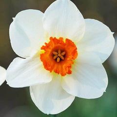 Barrett Browning Small Cupped Daffodil Narcissus Bulbs Blooms Species Growing Bonsai Roots Rhizomes Corms Tubers Potted Planting Reblooming Fragrant Garden Flower Seeds Plant - Seedsplant
