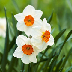 Barrett Browning Small Cupped Daffodil Narcissus Bulbs Blooms Species Growing Bonsai Roots Rhizomes Corms Tubers Potted Planting Reblooming Fragrant Garden Flower Seeds Plant - Seedsplant