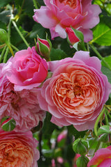 Redoute Rose Seedlings Flower Seeds Perennial Growing Bonsai Corms Tubers Potted Planting Reblooming Fragrant Garden Roots Rhizomes Species Blooms Plant Bulbs Gardening Tree