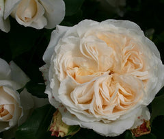 Kosmos Rose Seedlings Flower Seeds Perennial Growing Bonsai Corms Tubers Potted Planting Reblooming Fragrant Garden Roots Rhizomes Species Blooms Plant Bulbs Gardening Tree