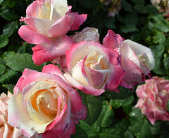 Parfum Tropical Rose Seedlings Flower Seeds Perennial Growing Bonsai Corms Tubers Potted Planting Reblooming Fragrant Garden Roots Rhizomes Species Blooms Plant Bulbs Gardening Tree