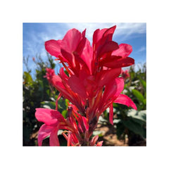 Berry Pink Canna Bulbs Perennial Growing Bonsai Roots Rhizomes Corms Tubers Potted Planting Reblooming Fragrant Garden Species Blooms Flower Seeds Plant Gardening