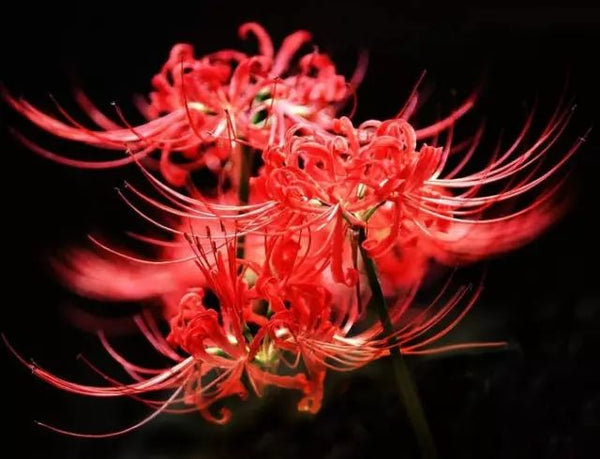 Gorgeous Lycoris Spider Lilies Bulbs Radiata Hurricane Lily Cluster Amayllis Growing Bonsai Roots Rhizomes Corms Tubers Potted Planting Reblooming Fragrant Garden Species Blooms Flower Seeds Plant Gardening