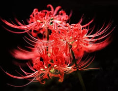 Gorgeous Lycoris Spider Lilies Bulbs Radiata Hurricane Lily Cluster Amayllis Growing Bonsai Roots Rhizomes Corms Tubers Potted Planting Reblooming Fragrant Garden Species Blooms Flower Seeds Plant Gardening - Seedsplant