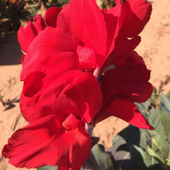 Black Knight Canna Bulbs Perennial Growing Bonsai Roots Rhizomes Corms Tubers Potted Planting Reblooming Fragrant Garden Species Blooms Flower Seeds Plant Gardening