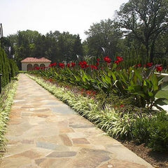 Black Knight Canna Bulbs Perennial Growing Bonsai Roots Rhizomes Corms Tubers Potted Planting Reblooming Fragrant Garden Species Blooms Flower Seeds Plant Gardening