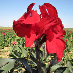 Black Knight Canna Bulbs Perennial Growing Bonsai Roots Rhizomes Corms Tubers Potted Planting Reblooming Fragrant Garden Species Blooms Flower Seeds Plant Gardening