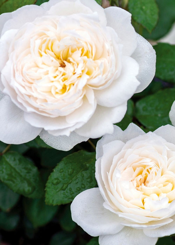 Bolero Rose Seedlings Flower Seeds Perennial Growing Bonsai Corms Tubers Potted Planting Reblooming Fragrant Garden Roots Rhizomes Species Blooms Plant Bulbs Gardening Tree