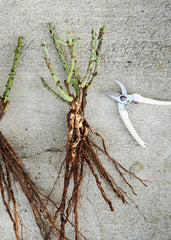 Bolero Rose Seedlings Flower Seeds Perennial Growing Bonsai Corms Tubers Potted Planting Reblooming Fragrant Garden Roots Rhizomes Species Blooms Plant Bulbs Gardening Tree