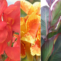 Bulk Sale Collection Canna Bulbs Perennial Growing Bonsai Roots Rhizomes Corms Tubers Potted Planting Reblooming Fragrant Garden Species Blooms Flower Seeds Plant Gardening - Seedsplant