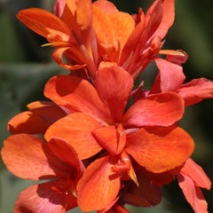 Burning Ember Canna Lily Bulbs Perennial Growing Bonsai Roots Rhizomes Corms Tubers Potted Planting Reblooming Fragrant Garden Species Blooms Flower Seeds Plant Gardening