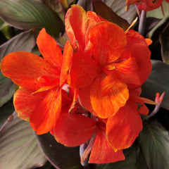 Burning Ember Canna Lily Bulbs Perennial Growing Bonsai Roots Rhizomes Corms Tubers Potted Planting Reblooming Fragrant Garden Species Blooms Flower Seeds Plant Gardening