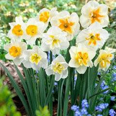 Butterfly Daffodil Mix Narcissus Bulbs Blooms Species Growing Bonsai Roots Rhizomes Corms Tubers Potted Planting Reblooming Fragrant Garden Flower Seeds Plant