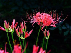 Magnificent Lycoris Spider Lilies Bulbs Radiata Hurricane Lily Cluster Amayllis Growing Bonsai Roots Rhizomes Corms Tubers Potted Planting Reblooming Fragrant Garden Species Blooms Flower Seeds Plant Gardening