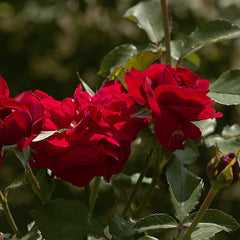 Trust Rose Seedlings Flower Seeds Perennial Growing Bonsai Corms Tubers Potted Planting Reblooming Fragrant Garden Roots Rhizomes Species Blooms Plant Bulbs Gardening Tree