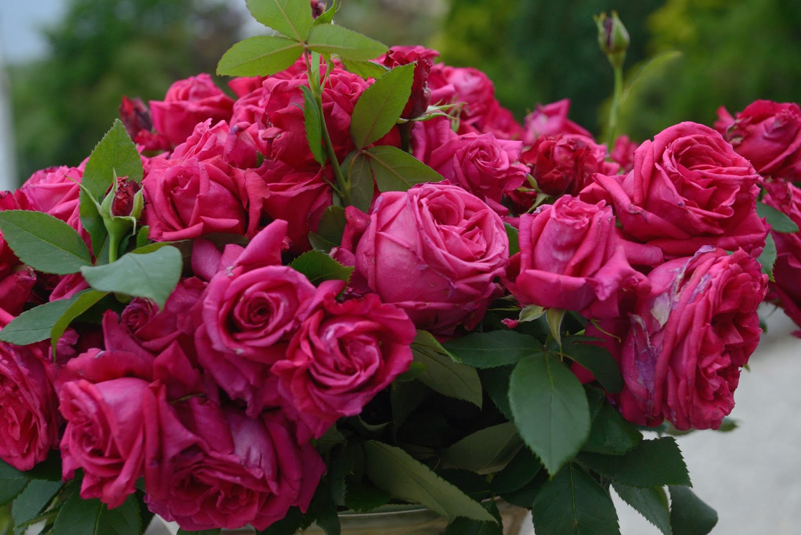 Pomerol Rose Seedlings Flower Seeds Perennial Growing Bonsai Corms Tubers Potted Planting Reblooming Fragrant Garden Roots Rhizomes Species Blooms Plant Bulbs Gardening Tree