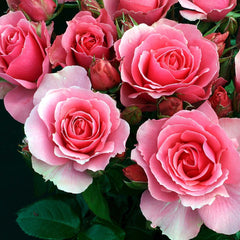Beautiful Rose Seedlings Flower Seeds Perennial Growing Bonsai Corms Tubers Potted Planting Reblooming Fragrant Garden Roots Rhizomes Species Blooms Plant Bulbs Gardening Tree - Seedsplant