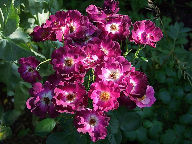 Route Rose Seedlings Flower Seeds Perennial Growing Bonsai Corms Tubers Potted Planting Reblooming Fragrant Garden Roots Rhizomes Species Blooms Plant Bulbs Gardening Tree