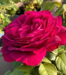 Proper Job Rose Seedlings Flower Seeds Perennial Growing Bonsai Corms Tubers Potted Planting Reblooming Fragrant Garden Roots Rhizomes Species Blooms Plant Bulbs Gardening Tree
