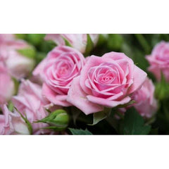Pink Rose Seedlings Flower Seeds Perennial Growing Bonsai Corms Tubers Potted Planting Reblooming Fragrant Garden Roots Rhizomes Species Blooms Plant Bulbs Gardening Tree