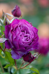 Wild Yonder Rose Seedlings Flower Seeds Perennial Growing Bonsai Corms Tubers Potted Planting Reblooming Fragrant Garden Roots Rhizomes Species Blooms Plant Bulbs Gardening Tree