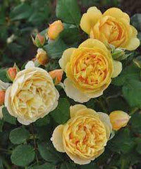 Isidora Frayla Rose Seedlings Flower Seeds Perennial Growing Bonsai Corms Tubers Potted Planting Reblooming Fragrant Garden Roots Rhizomes Species Blooms Plant Bulbs Gardening Tree