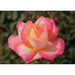 Love Peace Rose Seedlings Flower Seeds Perennial Growing Bonsai Corms Tubers Potted Planting Reblooming Fragrant Garden Roots Rhizomes Species Blooms Plant Bulbs Gardening Tree